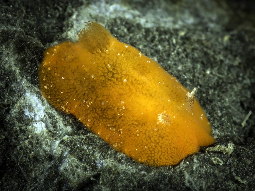 Rostanga sp. 3